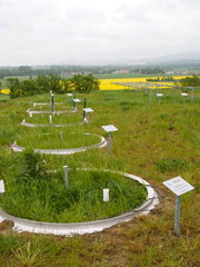 Ringlysimeter mit Beregnungseinheit