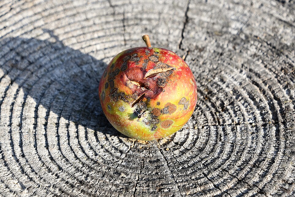 Ein Apfel liegt auf einem Baumstamm.