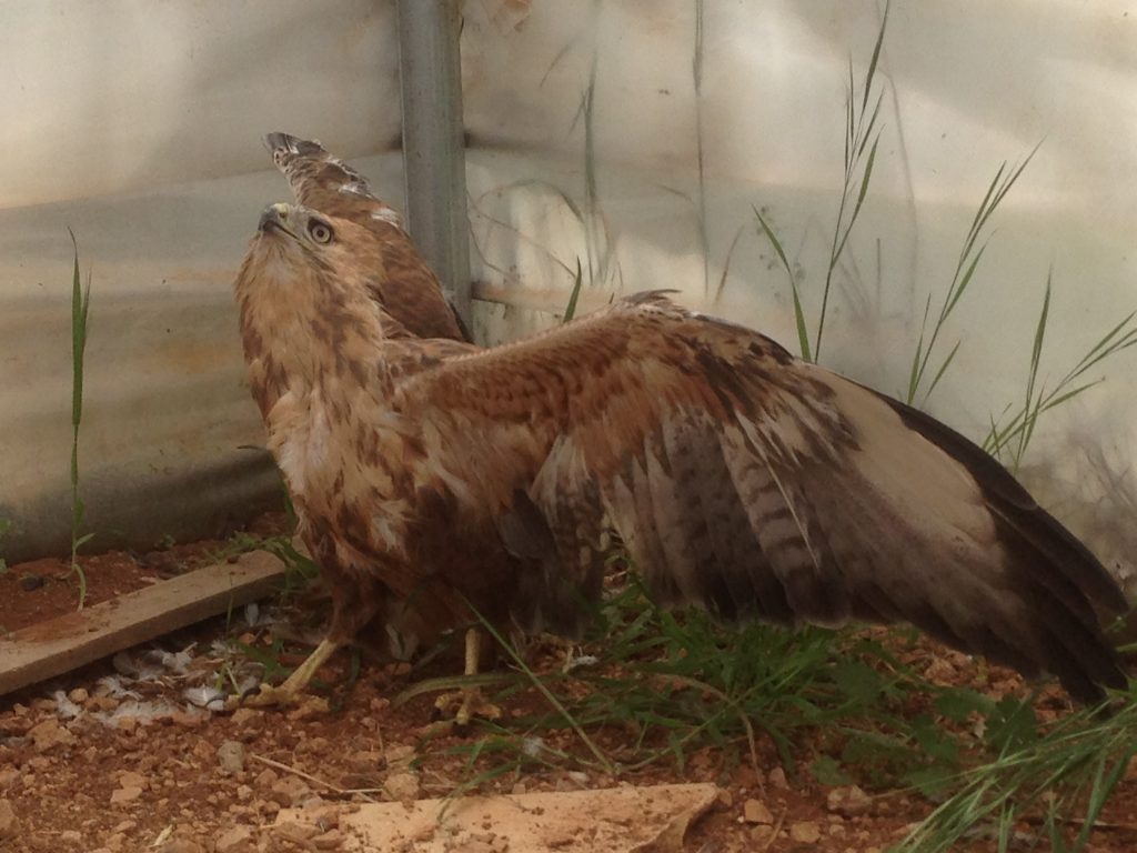 Adlerbussard